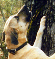 yellow blackmouth cur