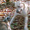 Ladner Yellow Blackmouth Cur Gallery: Image