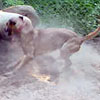 Ladner Yellow Blackmouth Cur Gallery: Image